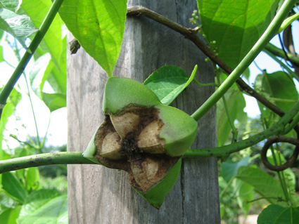im-naturkosmetik-fairtrade-produzent-sacha-inchi-peru-pflanze