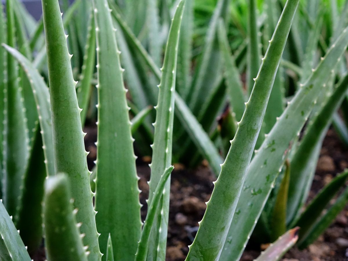 im-naturkosmetik-fairtrade-produzent-aloe-vera-mexiko-pflanze