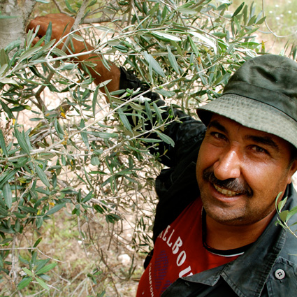 Faires Olivenöl aus Palästina