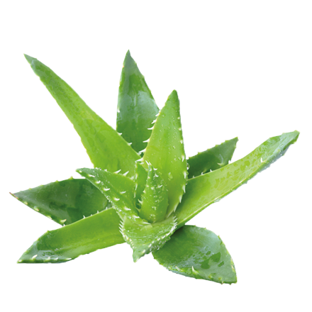 Die Aloe Vera Pflanze ist Rohstoff und natürlicher Inhaltsstoff von i+m Naturkosmetik - fair bio vegan.