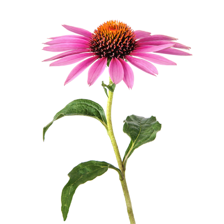 Die Sonnenhut oder Echinacea Pflanze ist Rohstoff und natürlicher Inhaltsstoff von i+m Naturkosmetik - fair bio vegan.