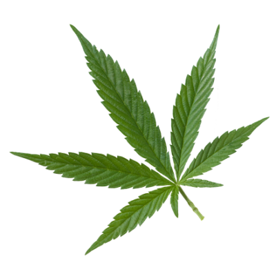 La plante de chanvre ou cannabis est une matière première et un ingrédient naturel de i+m Naturkosmetik - fair bio vegan.