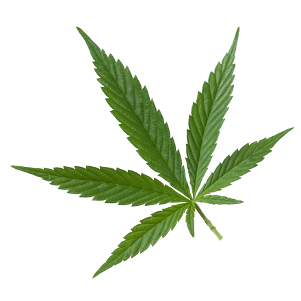 Die Hanf Pflanze bzw. Cannabis ist Rohstoff und natürlicher Inhaltsstoff von i+m Naturkosmetik - fair bio vegan.