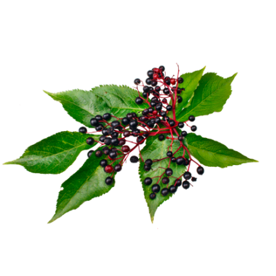 Die Holunder Frucht ist Rohstoff und natürlicher Inhaltsstoff von i+m Naturkosmetik - fair bio vegan.