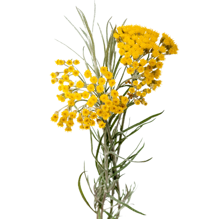 Die Immortelle Pflanze ist Rohstoff und natürlicher Inhaltsstoff von i+m Naturkosmetik - fair bio vegan.