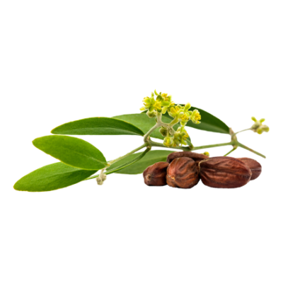 Le fruit de jojoba est une matière première et un ingrédient naturel de i+m Naturkosmetik - fair bio vegan.