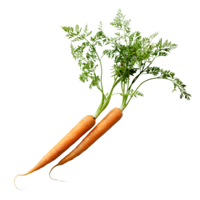 Die Gemüse Pflanze Karotte ist Rohstoff und natürlicher Inhaltsstoff von i+m Naturkosmetik - fair bio vegan.