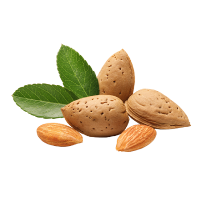 La fruta de la almendra, conocida como nueces de almendra o granos de almendra, es una materia prima e ingrediente natural de i + m Naturkosmetik - fair bio vegan.