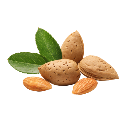 Die Mandel Frucht, bekannt als Mandelnüsse oder Mandelkerne, ist Rohstoff und natürlicher Inhaltsstoff von i+m Naturkosmetik - fair bio vegan.