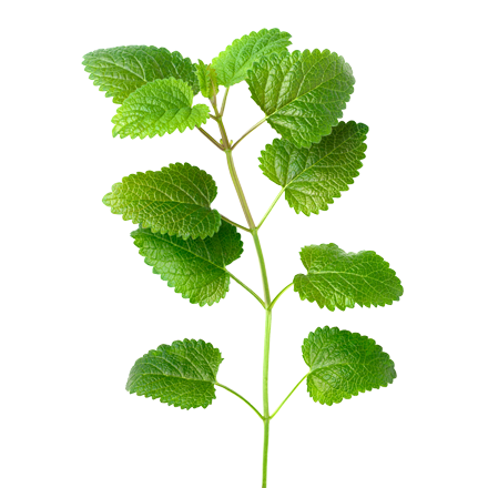 Die Melisse Pflanze ist Rohstoff und natürlicher Inhaltsstoff von i+m Naturkosmetik - fair bio vegan.