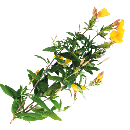 Die Pflanze Nachtkerze ist Rohstoff und natürlicher Inhaltsstoff von i+m Naturkosmetik - fair bio vegan.