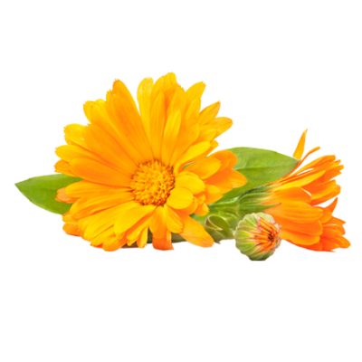 Die Ringelblume bzw. Calendula Pflanze ist Rohstoff und natürlicher Inhaltsstoff von i+m Naturkosmetik - fair bio vegan.
