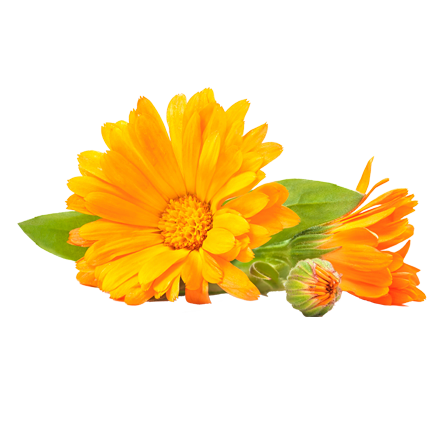 Die Ringelblume bzw. Calendula Pflanze ist Rohstoff und natürlicher Inhaltsstoff von i+m Naturkosmetik - fair bio vegan.