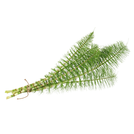Die Schachtelhalm Pflanze ist Rohstoff und natürlicher Inhaltsstoff von i+m Naturkosmetik - fair bio vegan.
