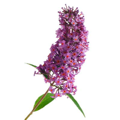 Le lilas papillon est une matière première et un ingrédient naturel de i+m Naturkosmetik - fair bio vegan.