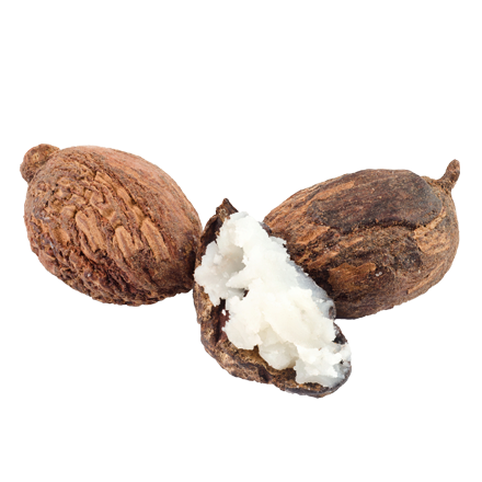 Sheabutter aus der Sheanuss ist Rohstoff und natürlicher Inhaltsstoff von i+m Naturkosmetik - fair bio vegan.