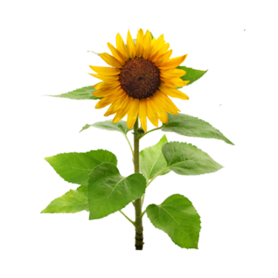 Die Pflanze Sonnenblume ist Rohstoff und natürlicher Inhaltsstoff von i+m Naturkosmetik - fair bio vegan.