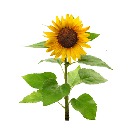 Die Pflanze Sonnenblume ist Rohstoff und natürlicher Inhaltsstoff von i+m Naturkosmetik - fair bio vegan.