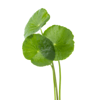 Die Tigergras Pflanze ist Rohstoff und natürlicher Inhaltsstoff von i+m Naturkosmetik - fair bio vegan.