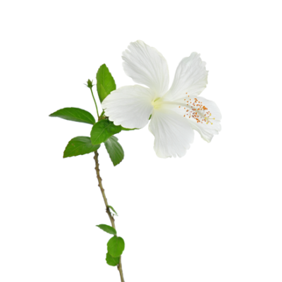 La plante d'hibiscus blanc est une matière première et un ingrédient naturel de i+m Naturkosmetik - fair bio vegan.