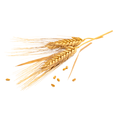 Das Getreide Weizen ist Rohstoff und natürlicher Inhaltsstoff von i+m Naturkosmetik - fair bio vegan.