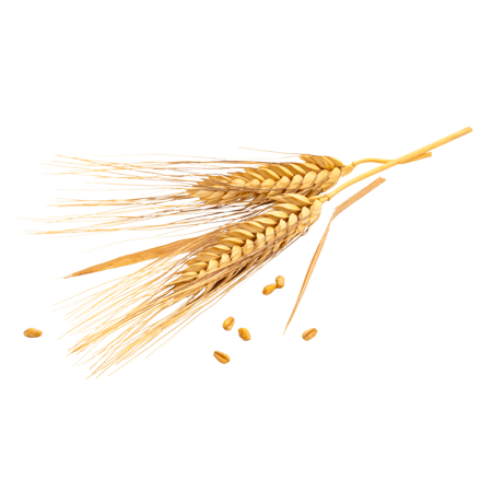 Das Getreide Weizen ist Rohstoff und natürlicher Inhaltsstoff von i+m Naturkosmetik - fair bio vegan.