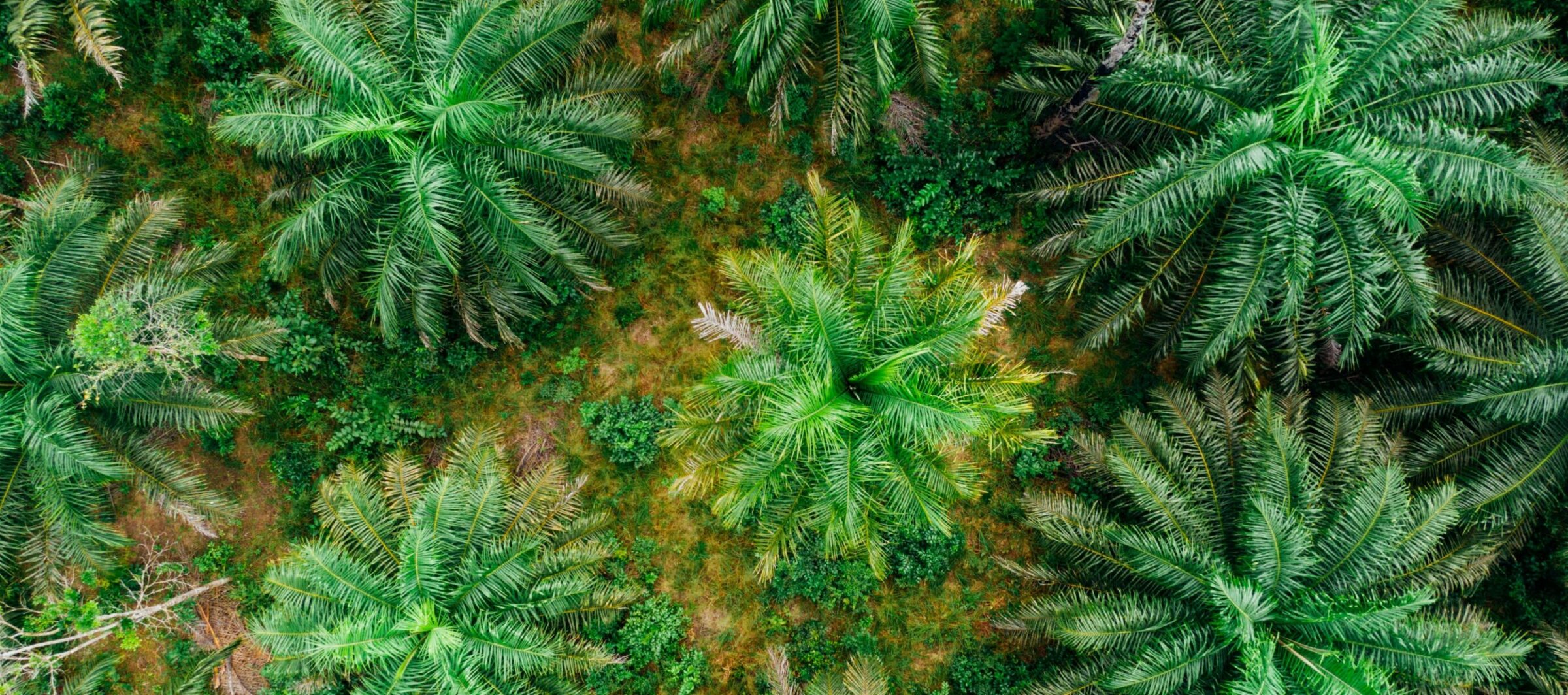 Palmöl Plantage Luftaufnahme