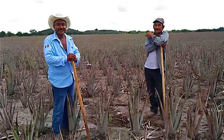 Fair Trade Aloe Vera 